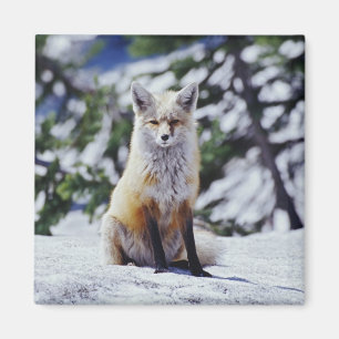 Aimant Renard roux assis sur un banc de neige, Vulpes, Mt