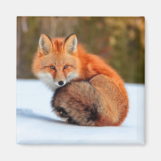 Aimant Renard roux dans la neige | Yukon (Devant)