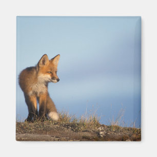 Aimant renard roux, Vulpes vulpes