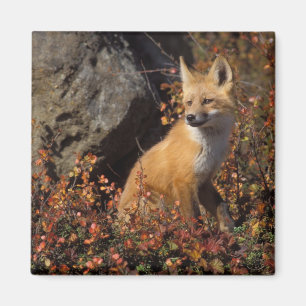 Aimant renard roux, Vulpes vulpes