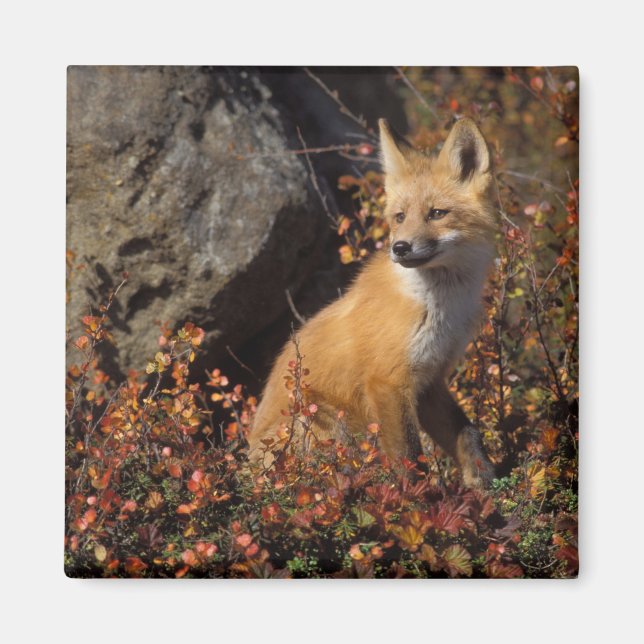 Aimant renard roux, Vulpes vulpes (Devant)