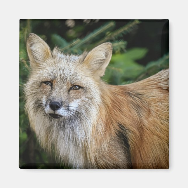 Aimant Renard sauvage (Devant)