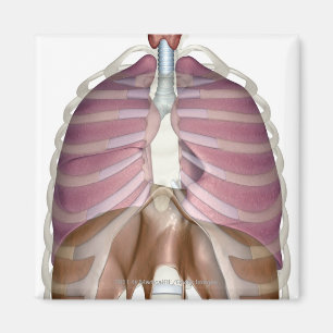 Aimant rendu 3d de l'appareil respiratoire