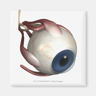 Aimant Rendu réaliste des muscles de l'oeil