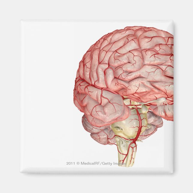 Aimant Rendu réaliste du cerveau humain (Devant)