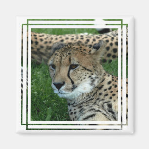 Aimant repéré de carré de guépard