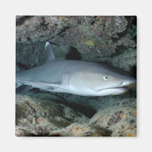 Aimant Requin argenté