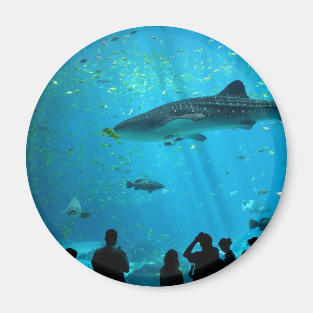 Aimant requin baleine mâle à l'aquarium Georgia (Devant)