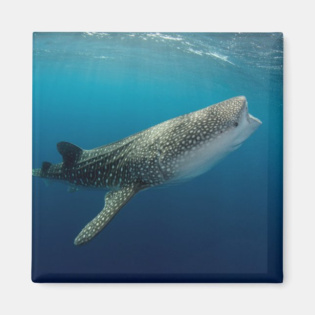 Aimant Requin Baleine Nageant (Devant)