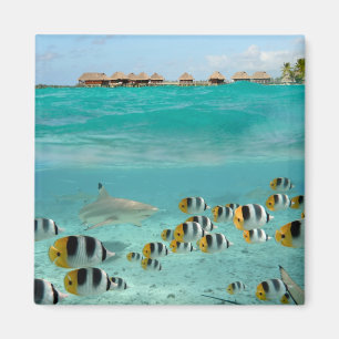 Aimant Requin chasse poissons dans l'aimant lagon de Bora