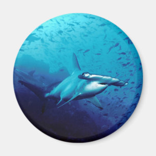 Aimant Requin de poisson-marteau