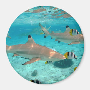 Aimant Requins dans l'aimant rond de lagune de Bora Bora