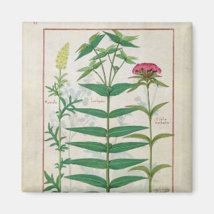 Aimant Reseda, euphorbe et oeillet