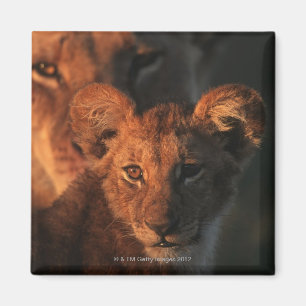 Aimant Réservation de faune de Moremi, Botswana 2