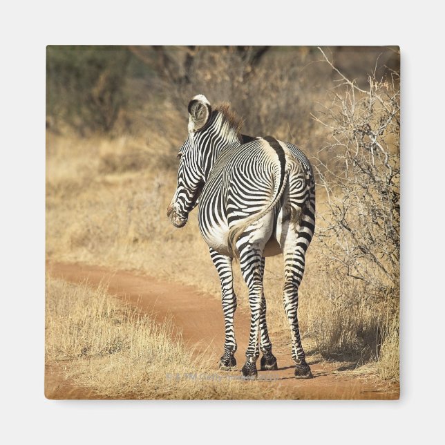 Aimant Réserve nationale de Samburu, Kenya (Devant)