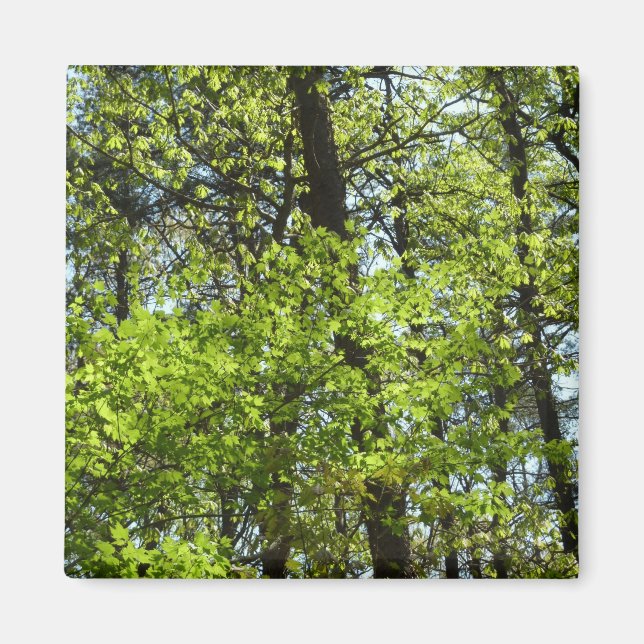 Aimant Ressource Feuille (Devant)