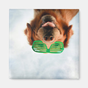 Aimant Retriever d'or avec lunettes de soleil vertes