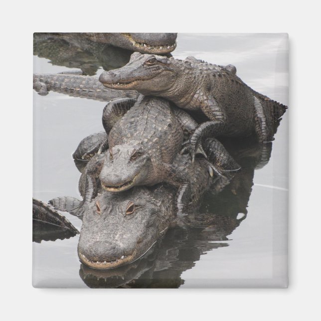 Aimant Réunion de la famille Gator (Devant)