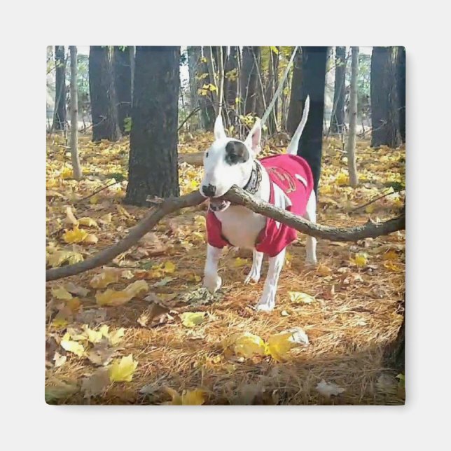 Aimant Rex bâton d'automne du jour (Devant)