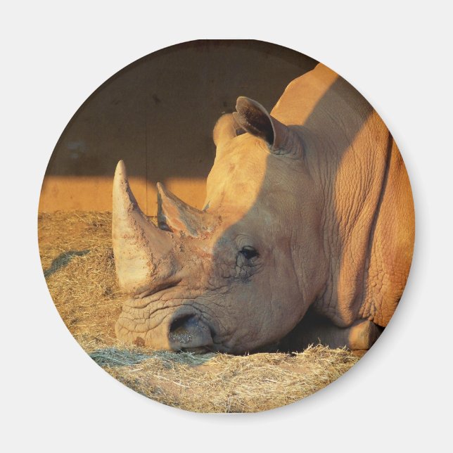 Aimant Rhino dans l'aimant Sunset (Devant)