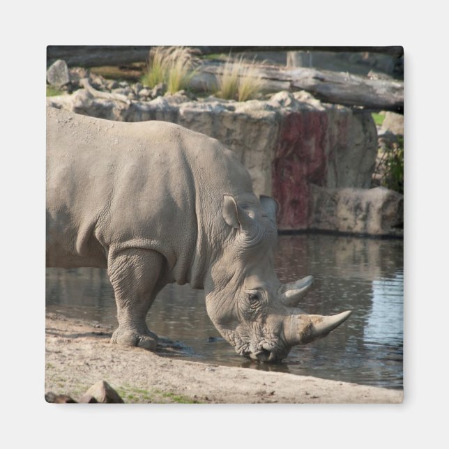 Aimant Rhinocéros (Devant)