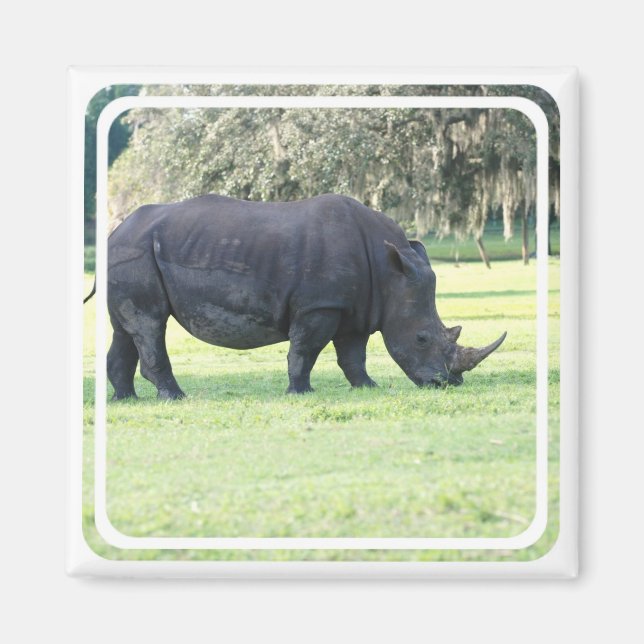 Aimant rhinocéros (Devant)