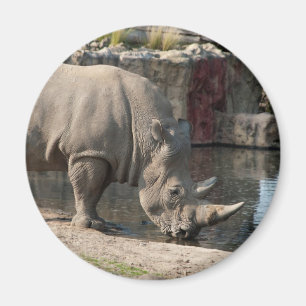 Aimant Rhinocéros