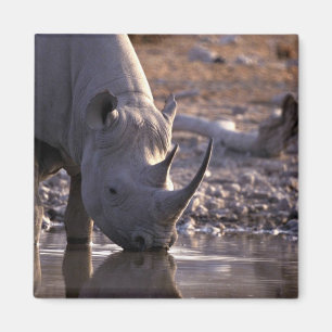 Aimant Rhinocéros buvant à un endroit d'arrosage