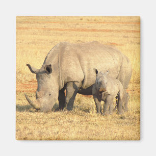 Aimant rhinocéros mignons en afrique