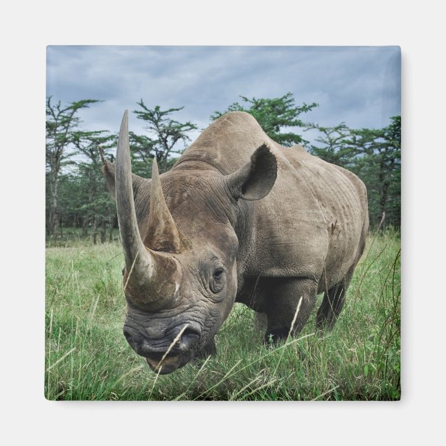 Aimant Rhinocéros noir | Kenya (Devant)