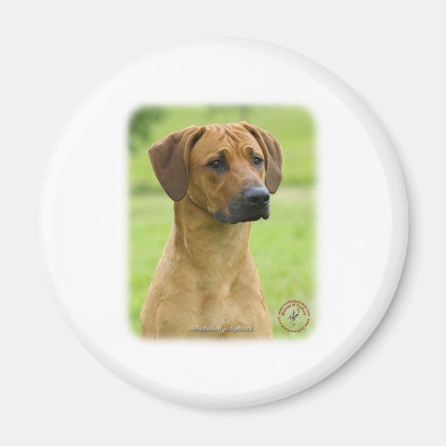 Aimant Rhodesian Ridgeback (Devant)