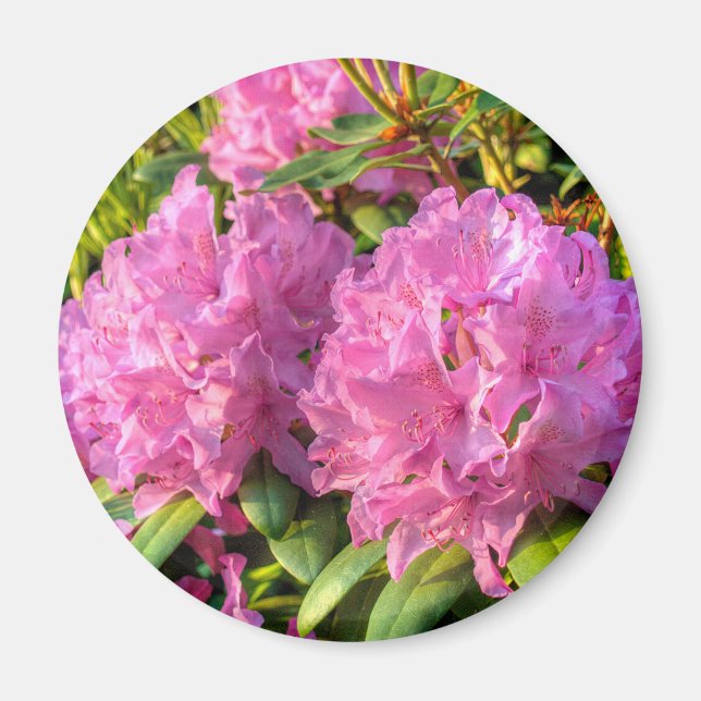 Aimant Rhododendron II (Devant)