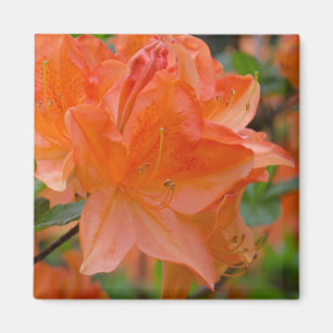 Aimant Rhododendron Orange Lemonara Fleurs