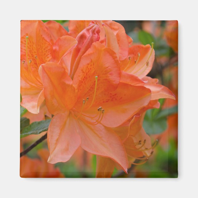 Aimant Rhododendron Orange Lemonara Fleurs (Devant)