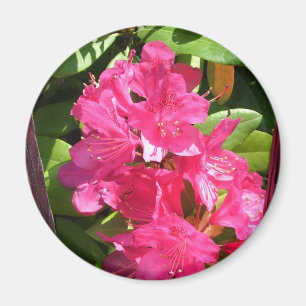 Aimant rhododendron rose