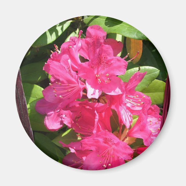 Aimant rhododendron rose (Devant)
