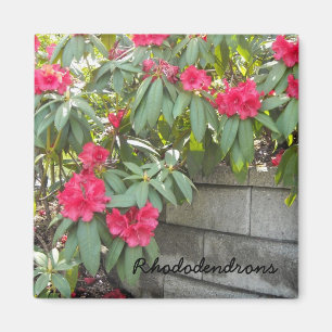 Aimant Rhododendrons rouges