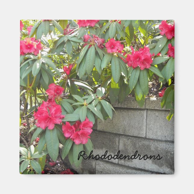 Aimant Rhododendrons rouges (Devant)