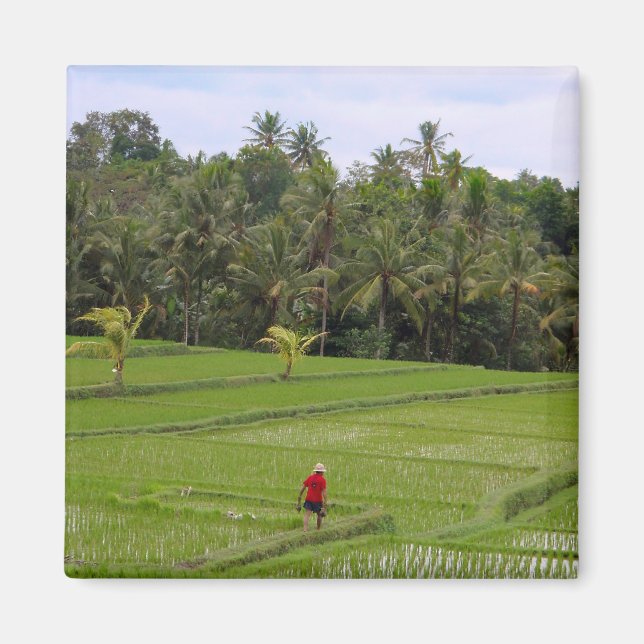 Aimant Rice Paddys Ubud Bali (Devant)
