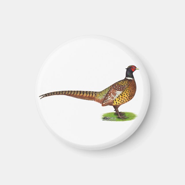 Aimant Ringneck Pheasant Rooster (Devant)