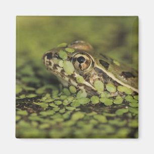 Aimant Rio Grande Leopard Frog, Rana berlandieri,