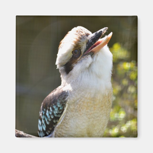 Aimant Rire Kookaburra perché sur la succursale Postcard  (Devant)