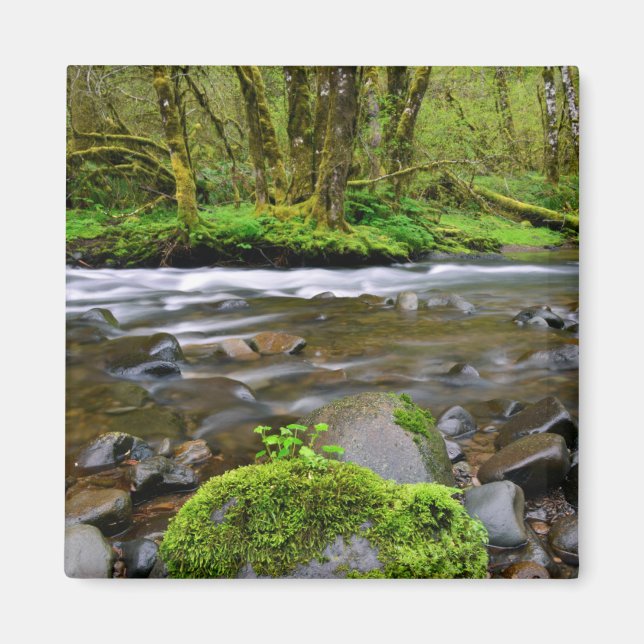 Aimant Rivière dans la forêt verte, Oregon (Devant)