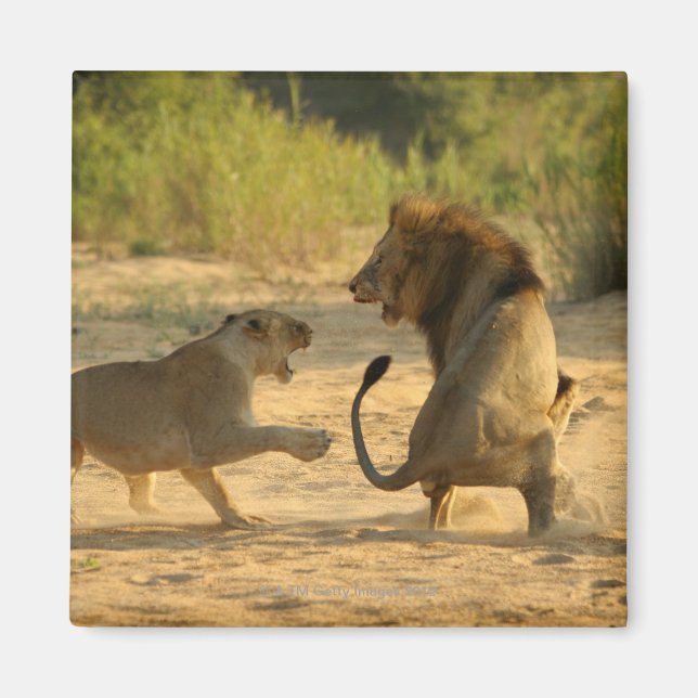 Aimant Rivière Timbavati, Parc national Kruger, Limpopo (Devant)