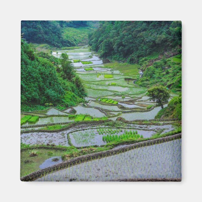 Aimant Rizières de Banaue, Luzon (Devant)