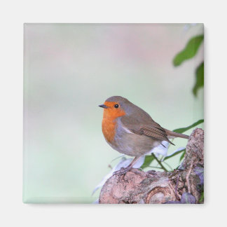 Aimant Robin