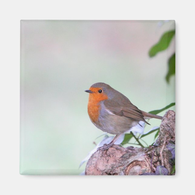 Aimant Robin (Devant)