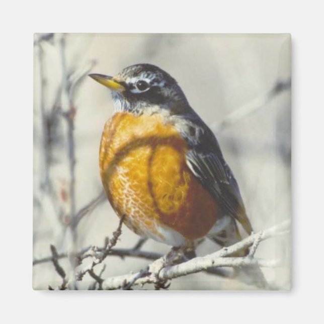 Aimant Robin (Devant)