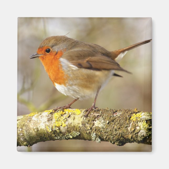 Aimant Robin (Devant)