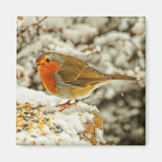 Aimant Robin de Noël dans la neige en Écosse